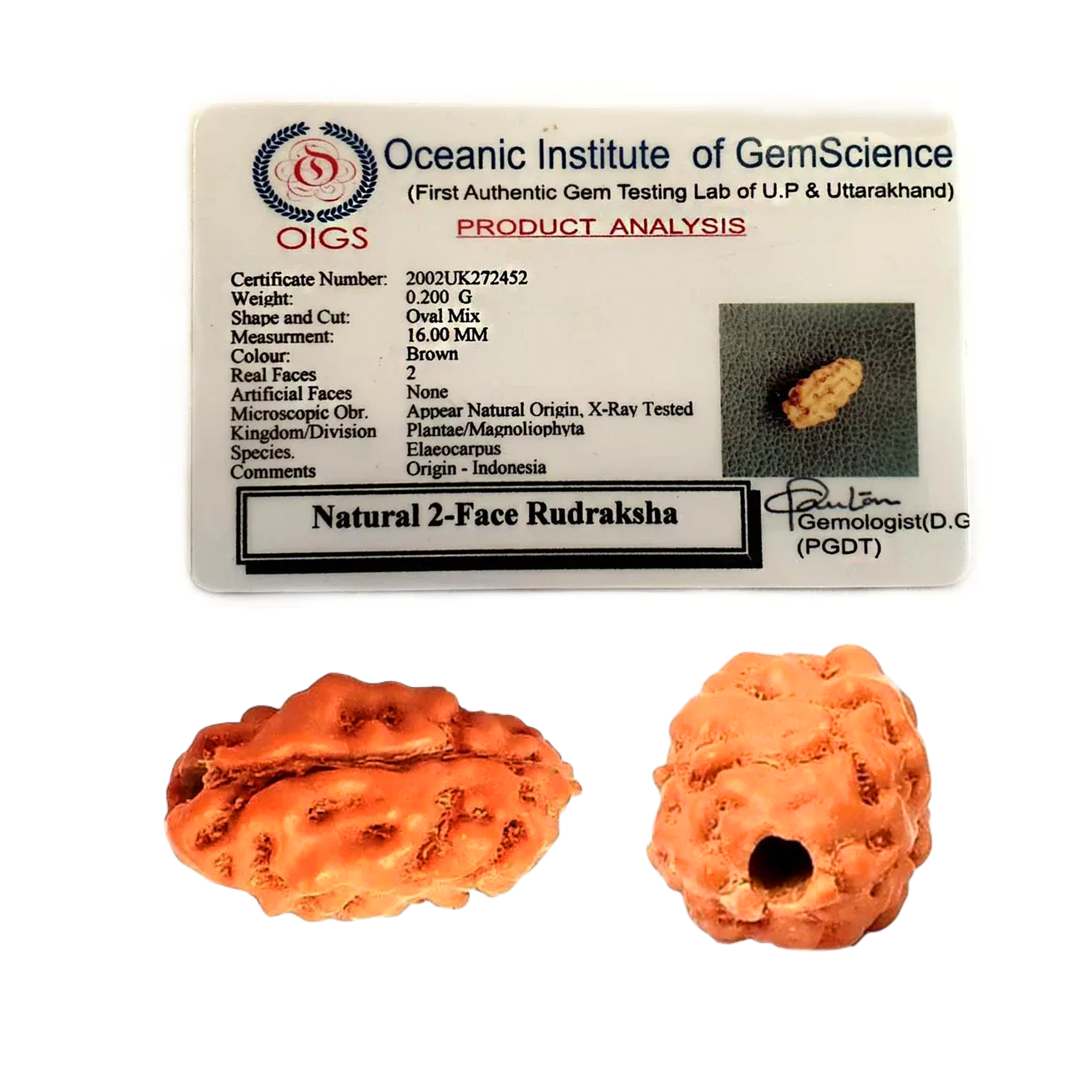 2 Mukhi Rudraksha (Indonesian)