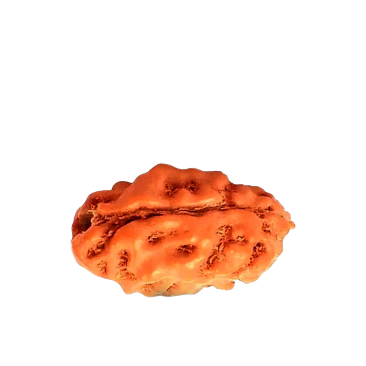 2 Mukhi Rudraksha (Indonesian)