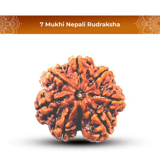 7 Mukhi Rudraksha (Nepali) - Super Collector