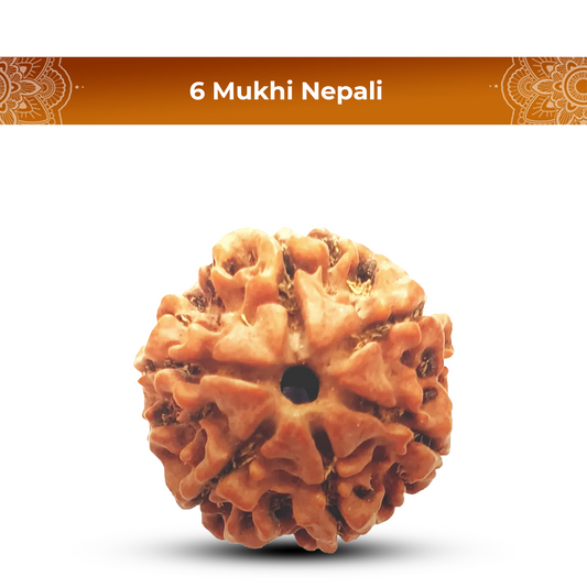 6 Mukhi Rudraksha (Nepali) - Medium