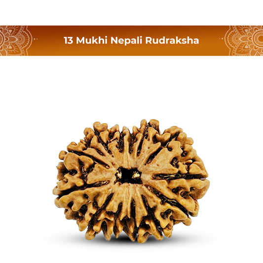 13 Mukhi Rudraksha (Nepali) - Medium