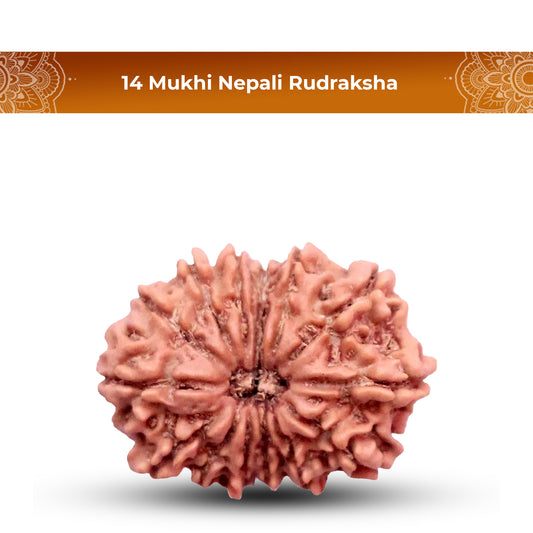 14 Mukhi Rudraksha (Nepali) - Medium