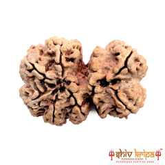 Gaurishankar Rudraksha (Nepali)