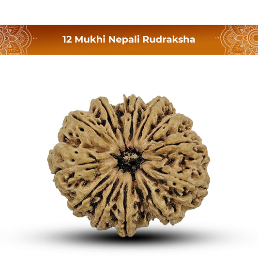 12 Mukhi Nepali Rudraksha 2