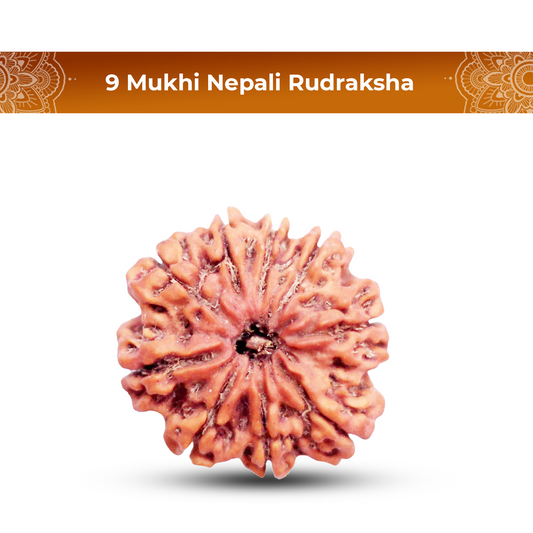 9 Mukhi Rudraksha (Nepali) - Collector