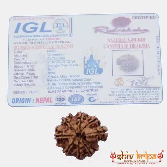 8 Mukhi Ganesha Rudraksha (Nepali)