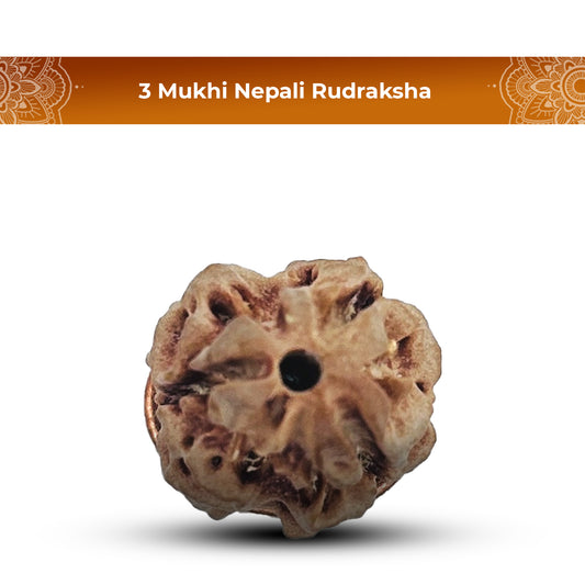 3 Mukhi Rudraksha (Nepali) - Collector