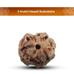 3 Mukhi Rudraksha (Nepali) - Collector