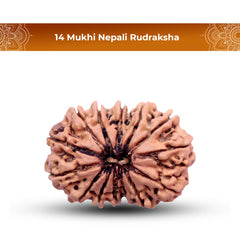 14 Mukhi Rudraksha (Nepali) - Super Collector