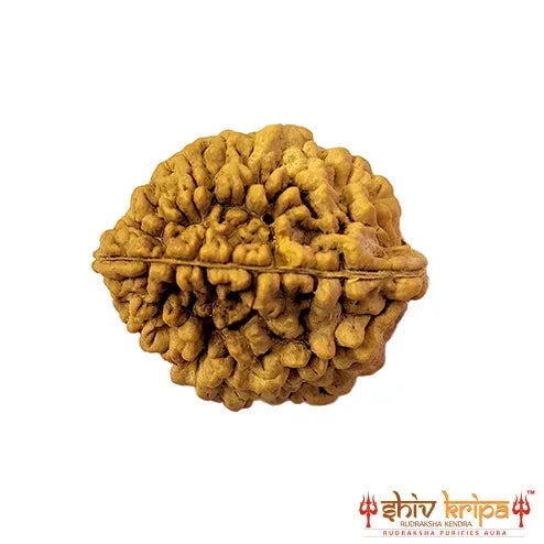 2 Mukhi South Indian Rudraksha