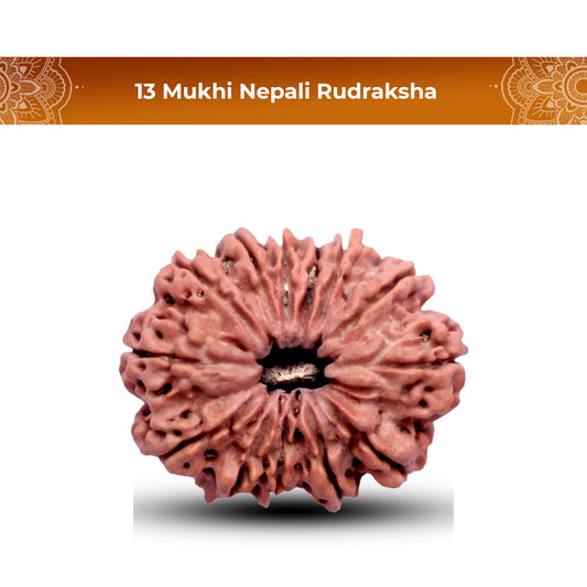 13 Mukhi Rudraksha (Nepali) - Collector