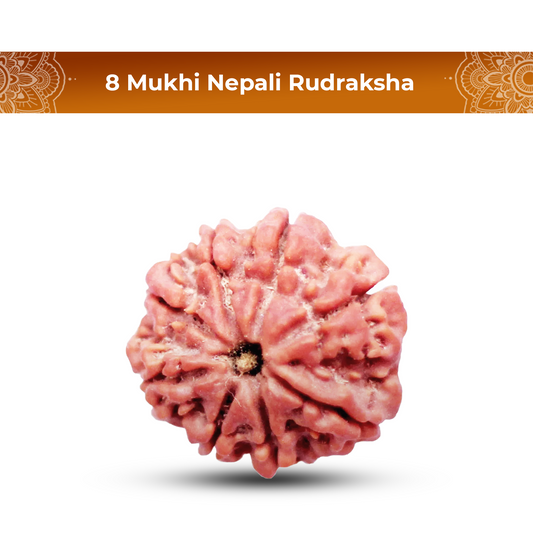 8 Mukhi Rudraksha (Nepali) - Medium