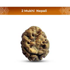 2 Mukhi Rudraksha (Nepali) - Super Collector