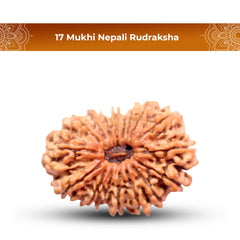 17 Mukhi Rudraksha (Nepali) - Collector