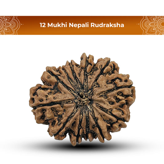 12 Mukhi Nepali Rudraksha 1