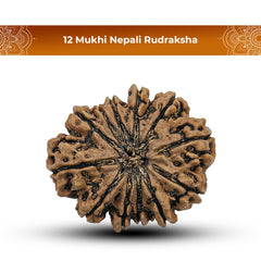 12 Mukhi Nepali Rudraksha 1