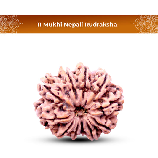 11 Mukhi Rudraksha (Nepali) - Medium