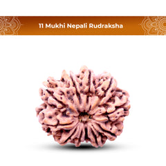 11 Mukhi Rudraksha (Nepali) - Medium