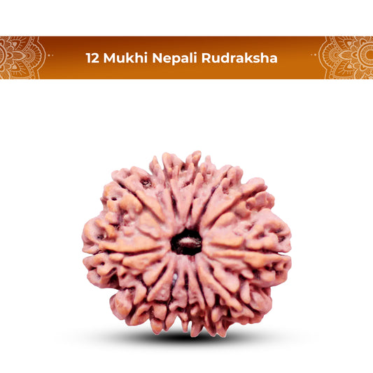 12 Mukhi Rudraksha (Nepali) - Collector