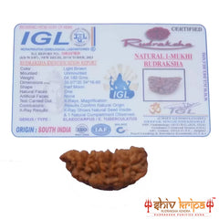 1 Mukhi Rudraksha (South Indian)- Collector