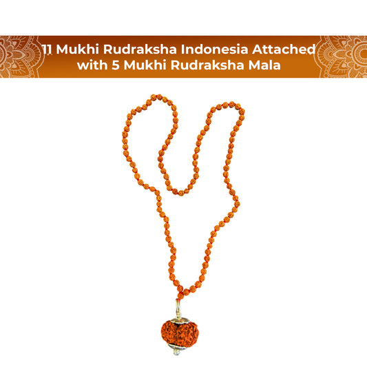 11 Mukhi Rudraksha With 5 Mukhi Rudraksha Mala