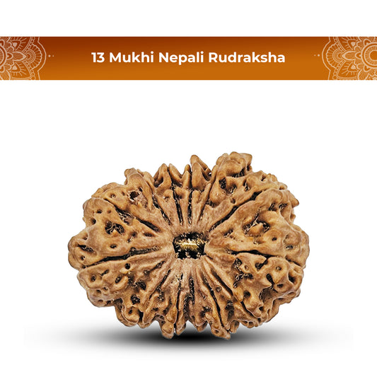 13 Mukhi Nepali Rudraksha 1