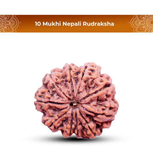 10 Mukhi Rudraksha (Nepali) - Medium