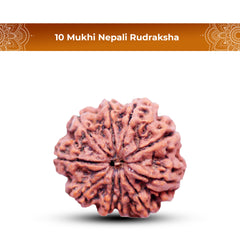 10 Mukhi Rudraksha (Nepali) - Medium