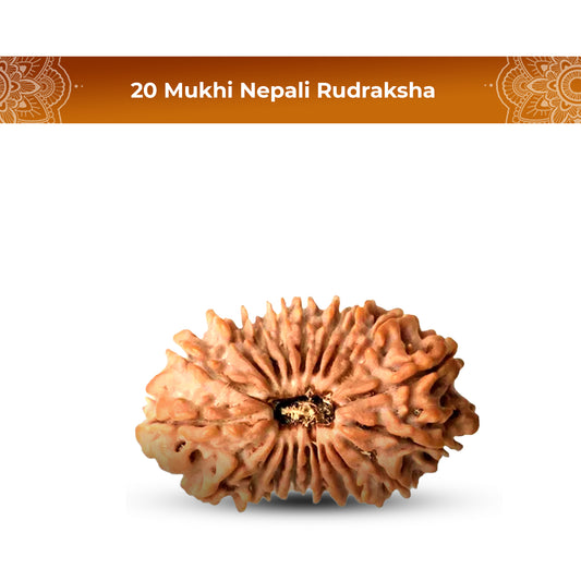 20 Mukhi Rudraksha (Nepali) - Collector