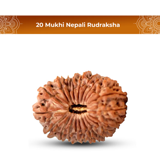 20 Mukhi Rudraksha (Nepali) - Super Collector