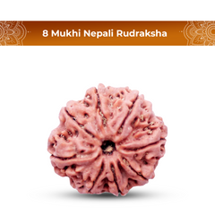 8 Mukhi Rudraksha (Nepali) - Collector