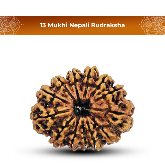 13 Mukhi Nepali Rudraksha 2