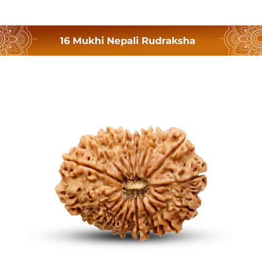 16 Mukhi Rudraksha (Nepali) - Collector