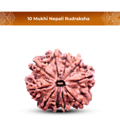 10 Mukhi Rudraksha (Nepali) - Collector