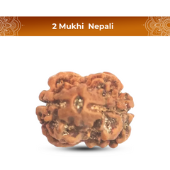 2 Mukhi Rudraksha (Nepali) - Medium