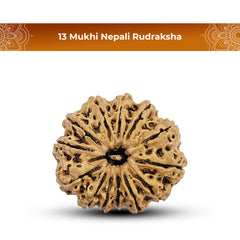 13 Mukhi Nepali Rudraksha