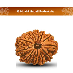 13 Mukhi Rudraksha (Nepali) - Super Collector