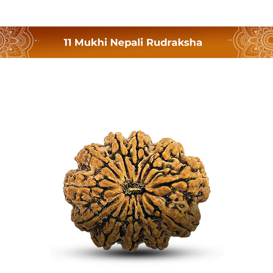 11 Mukhi Rudraksha (Nepali) - Super Collector