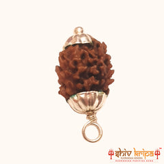 2 Mukhi Rudraksha Himalayan