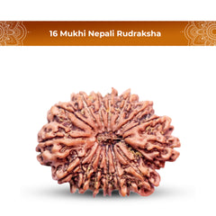 16 Mukhi Rudraksha (Nepali) - Super Collector