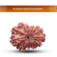 16 Mukhi Rudraksha (Nepali) - Medium