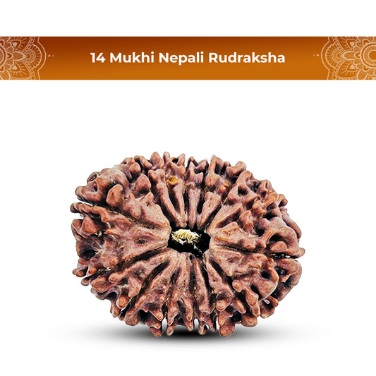 14 Mukhi Rudraksha (Nepali) - Collector