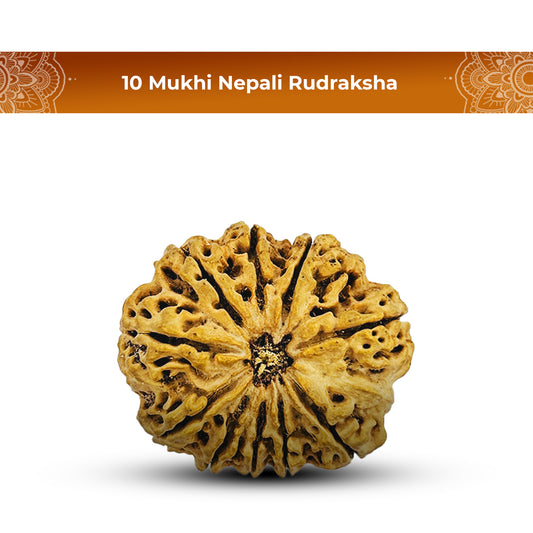 10 Mukhi Rudraksha (Nepali) - Super Collector