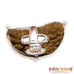 1 Mukhi Half Moon Shaped Rudraksha