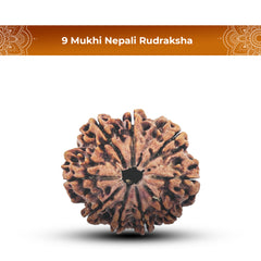 9 Mukhi Rudraksha (Nepali) - Super Collector