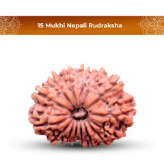 15 Mukhi Rudraksha (Nepali) - Medium