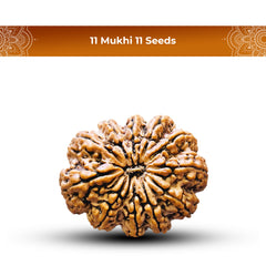 11 mukhi 11 seeds Rudraksha