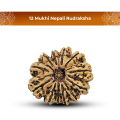 12 Mukhi Nepali Rudraksha