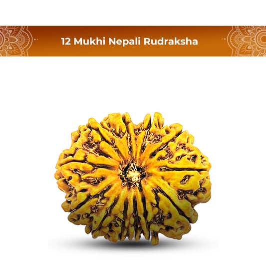 12 Mukhi Rudraksha (Nepali) - Super Collector