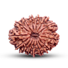 15 Mukhi Rudraksha (Nepali) - Super Collector